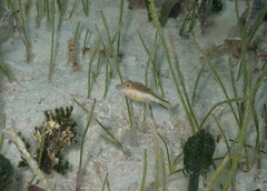 Canthigaster rostrata
