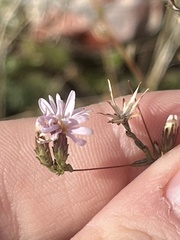 Lessingia nemaclada