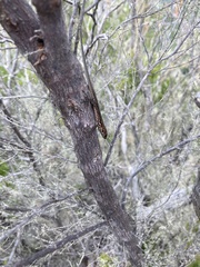 Gallotia galloti