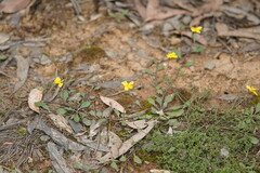 Goodenia lanata