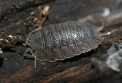 Porcellio dilatatus
