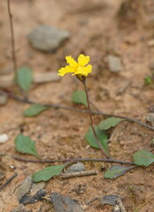 Goodenia lanata