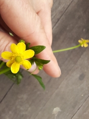 Ranunculus lappaceus