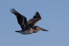 Pelecanus occidentalis