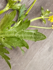 Ranunculus lappaceus