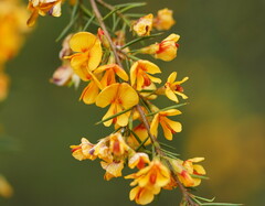 Pultenaea juniperina