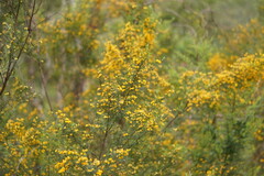Pultenaea juniperina