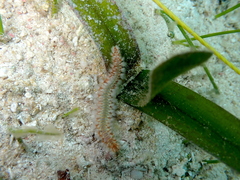 Hermodice carunculata