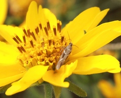 Scythris