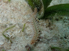 Hermodice carunculata