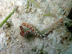 Hermodice carunculata