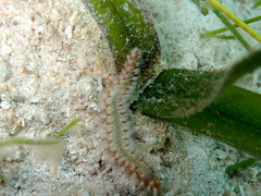 Hermodice carunculata