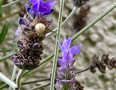 Misumenoides formosipes