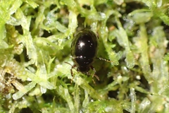 Byrrhidae
