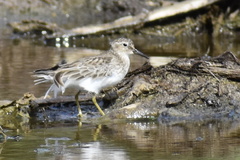 Calidris minutilla