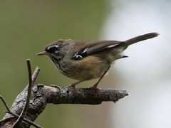 Spotted Scrubwren photo 4