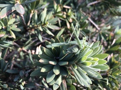 Insara elegans