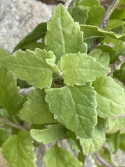 Brickellia californica