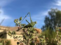 Insara elegans
