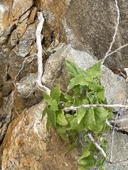 Brickellia californica