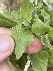 Brickellia californica