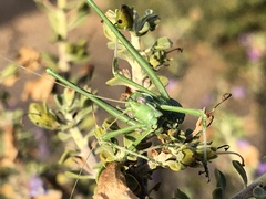 Insara elegans
