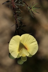 Gompholobium grandiflorum