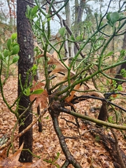 Phoradendron leucarpum