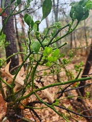 Phoradendron leucarpum