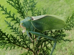 Stilpnochlora azteca
