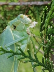Stilpnochlora azteca