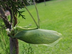 Stilpnochlora azteca