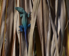 Anolis grahami