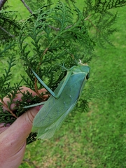Stilpnochlora azteca