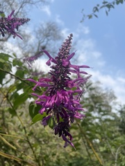 Salvia purpurea