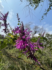 Salvia purpurea