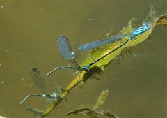 Enallagma divagans