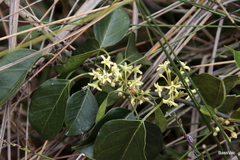 Leichhardtia rostrata