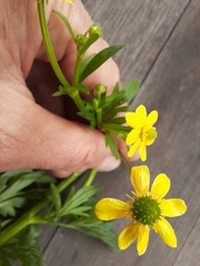 Ranunculus lappaceus