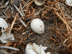 Molothrus bonariensis
