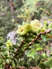 Disterigma acuminatum