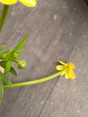 Ranunculus lappaceus