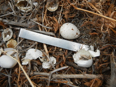 Molothrus bonariensis