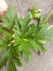 Ranunculus lappaceus