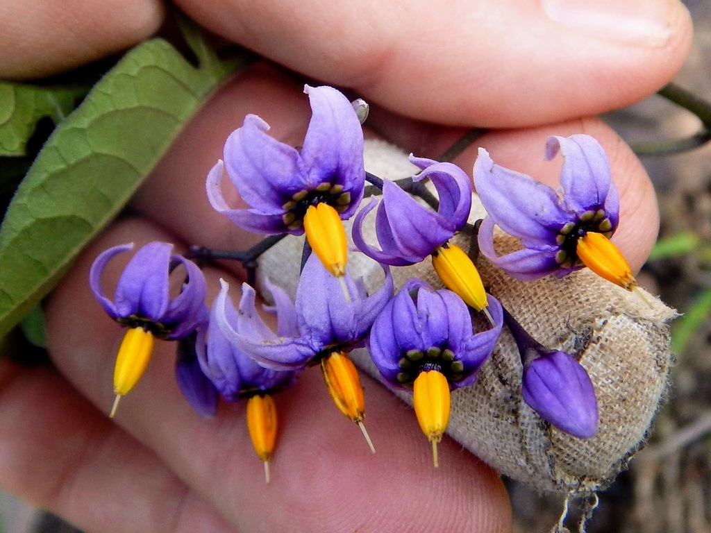 bittersweet nightshade from Lake County, MN, USA on September 3, 2018