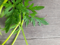 Ranunculus lappaceus