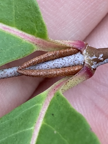 northern wild raisin