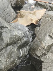 Myliobatis tenuicaudatus