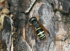 Gymnomerus laevipes