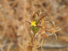 Camissonia dentata